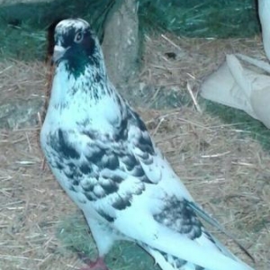 her sort goyercinler var