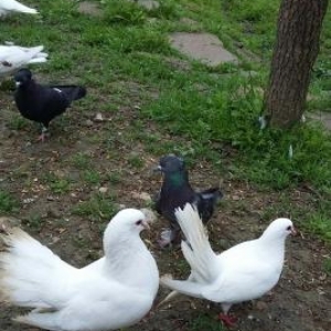 pavlinin qariwiqi, ag baw,qara baw satiram