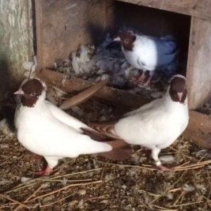 Monarx quslar satilir