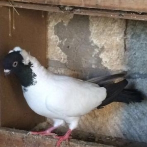 Monarx quslar satilir