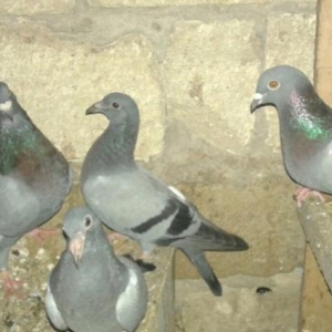 Goy goyercinler satilir