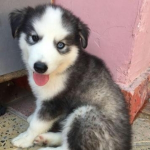 Ay yarimdi anadan olublar temiz xaskidi anasida atasida alyaskadan gel