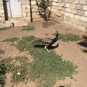 Tovuz qusu 2 illik di bala goturmek ucun uygun  me