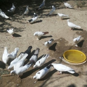 goyarcin satiram 29 goyarcindi cemi