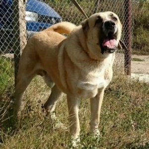 Продаётся:Сын  Джигита -Чемпиона  Донбасса, Украины, Европы