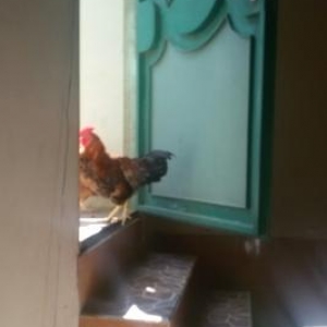 XORUZ.ALMAN NÖVÜ .1ƏDƏDİNİN QİYMƏTİ 25 MA