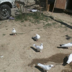 goyarcin satiram 29 goyarcindi cemi