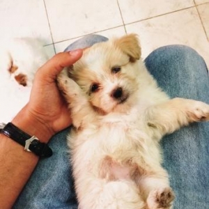 Bolonka (maltez) balasi satilir...1ay 14gunluydu ciddi alicilar zeng e