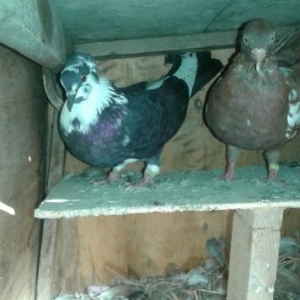 1satdan10saata kimi uçan quşlar satılır