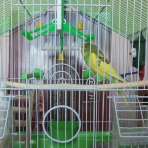 2 dene balaca tutuquşu (papuqay) satıram qiymeti 60 azn. Biri erker ağ