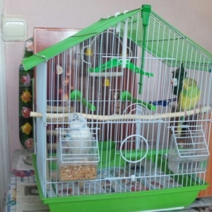 2 dene balaca tutuquşu (papuqay) satıram qiymeti 60 azn. Biri erker ağ