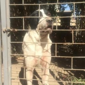 Alabay satili 1 yash 7 ayliq Dagistandan getirilib senedleri var