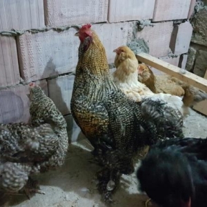 razilasma yolu ile fereler yumurtlayir