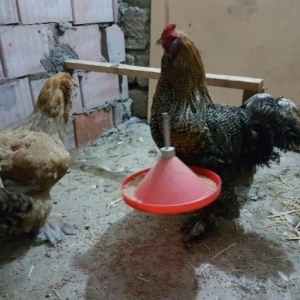 razilasma yolu ile fereler yumurtlayir