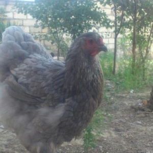 wekildeki heyvanlar satilib.peyvendleri vurulub.temiz cinsdiler.heyvan