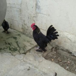 yaponka papuqayla deyisirem