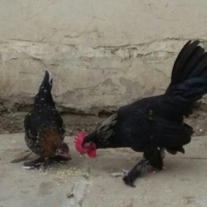 yaponka papuqayla deyisirem