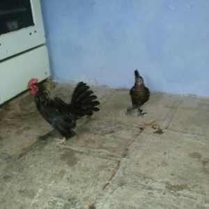 yaponka papuqayla deyisirem