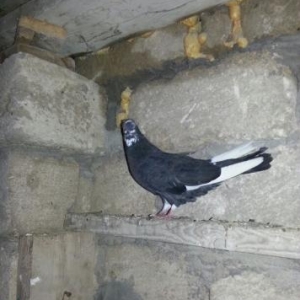 guverciner satilir. mehidabat da