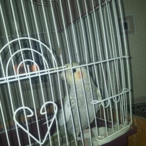 papuqaydi.qeseng oxuyur.