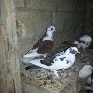 guverciner satilir. mehidabat da