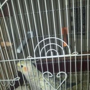 papuqaydi.qeseng oxuyur.