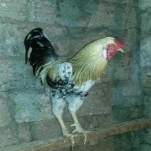 satilir .xoruz.oz heyetimindi saglamdi.