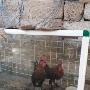 Yaponka satilir 2 Xoruz cins malidi ayaqlari lelek