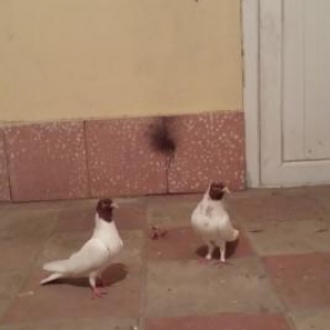 1 cut qirmizi basdi saglam qusdu whatsappla da ela