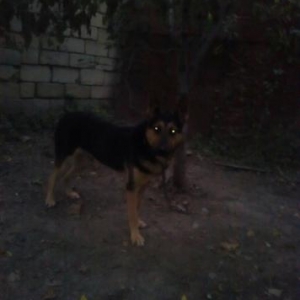 NEMESGİ OVCARKADİ.1 yas 6ay temiz gan itir kucuyluyden özumde olub yax