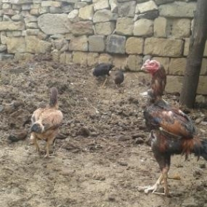 heyrati xoruz bir gozu kor cinsi turkmen toyuwu tu