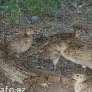 4 aylıq qafqaz sortu qırqovul balaları