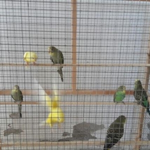 Muhabbet quşları.3-5 aylıq balalar.