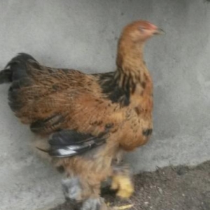 BRAMALAR....5 ayliq ...satilir..