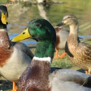 Yaşılbaş ərkey ördək satıram.Ünvan:Bakı �
