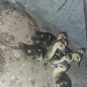 15 gün olar ki yumurtadan cıxıblar. lal ördək