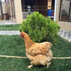 Koxin 2 yawi var yumurtlayir