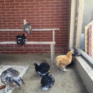 karlik koxin + 1 eded boyuk koxin