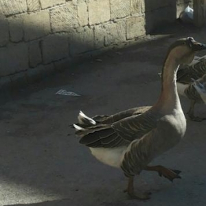 Qaz Qiyməti Razilasma yolu ilə Rus qazidir