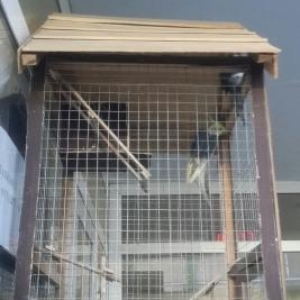 Salam hazir cütdülər yuva qoy bala al pula ehti