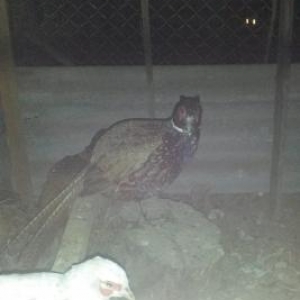 Erkek qirqovullar satilir ve ya bawqa quwlarla deyiwdirilir