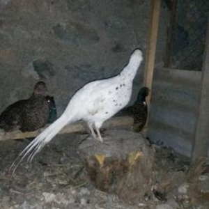 Erkek qirqovullar satilir ve ya bawqa quwlarla dey