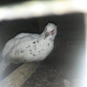 Erkek qirqovullar satilir ve ya bawqa quwlarla deyiwdirilir