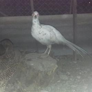 Erkek qirqovullar satilir ve ya bawqa quwlarla deyiwdirilir