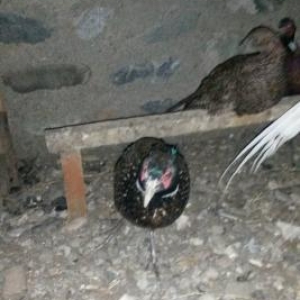 Erkek qirqovullar satilir ve ya bawqa quwlarla deyiwdirilir