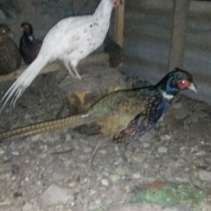 Erkek qirqovullar satilir ve ya bawqa quwlarla deyiwdirilir