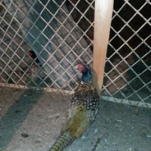 Erkek qirqovullar satilir ve ya bawqa quwlarla deyiwdirilir