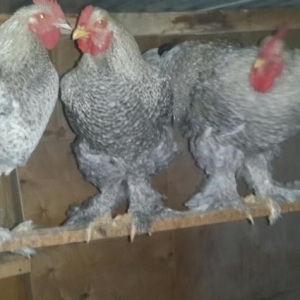 brama ve koxin xoruzlari