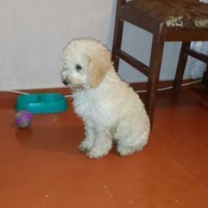 brama ve koxin xoruzlari