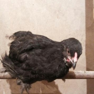 2 ayliq  natura bleck  brama  cut satilir  cemi 3 cut var